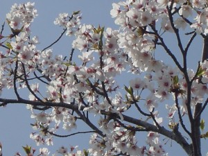 DSC00355