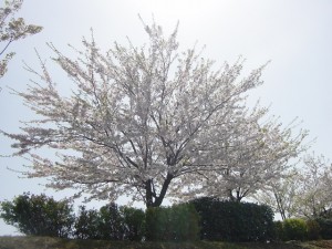 DSC00358