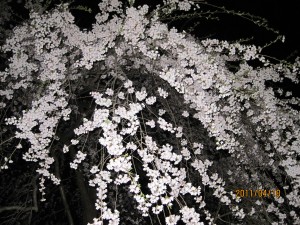IMG_0787