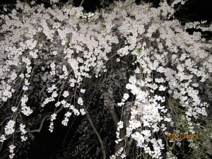 IMG_0792