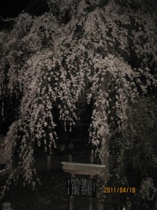 IMG_0795