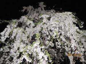 IMG_0796
