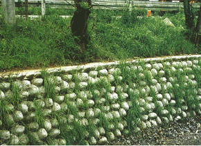 ecow01