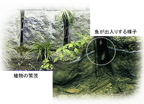 魚巣タイプ